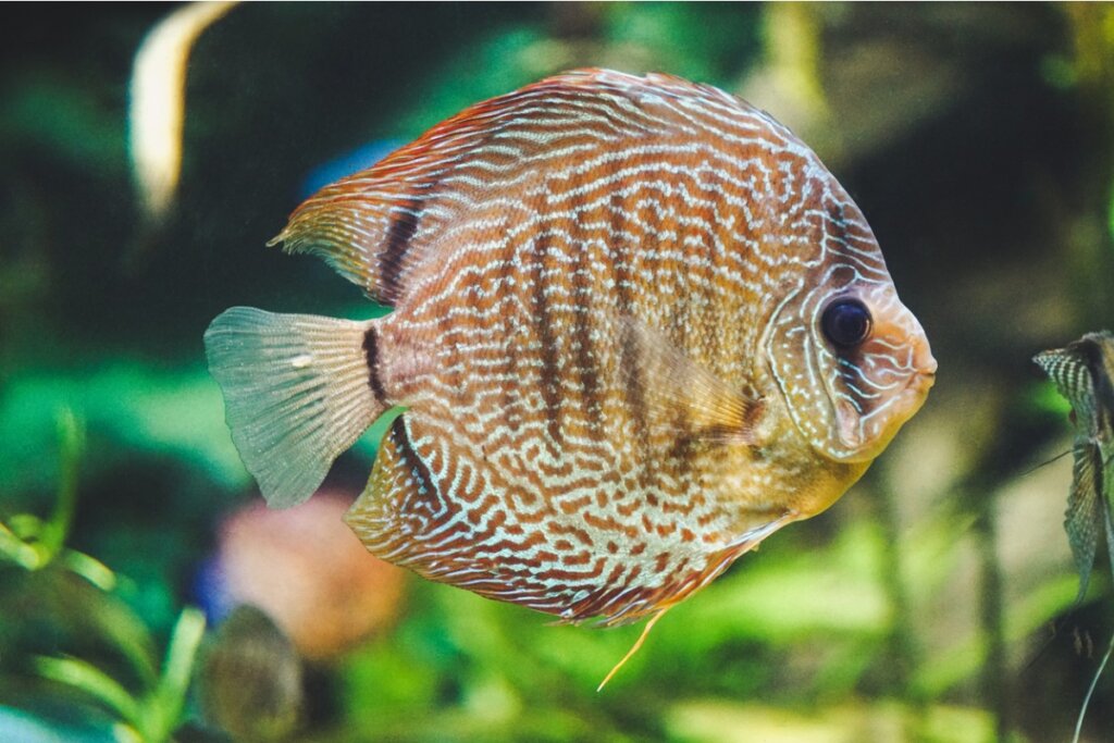 Pez dorado características, alimentación y cuidados Mis Animales Pez dorado características, alimentación y cuidados Mis Animales