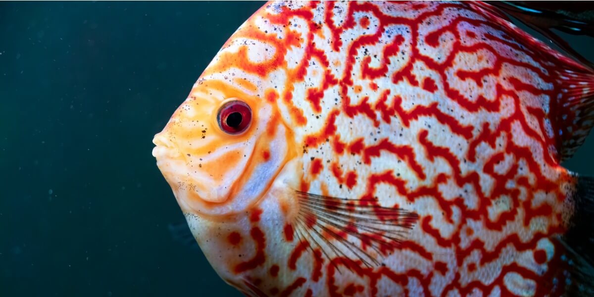 Un zoom en la cara de un pez disco.