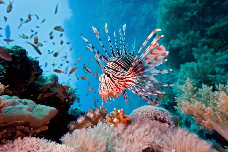 Los 12 peces más peligrosos del mundo