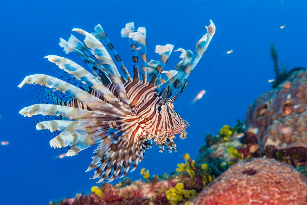 Pterois utgör några av världens farligaste fiskar