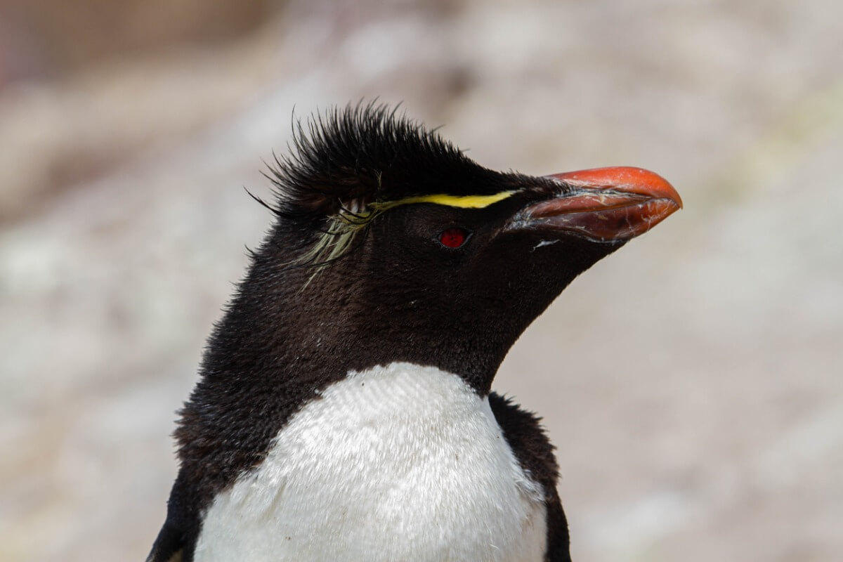 Las cejas de un pinguino de color amarillo.