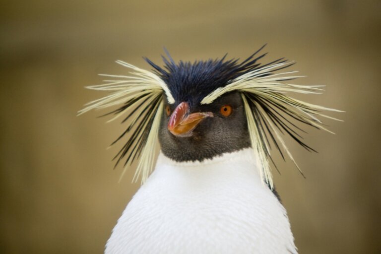 6 curiosidades del pingüino de color amarillo