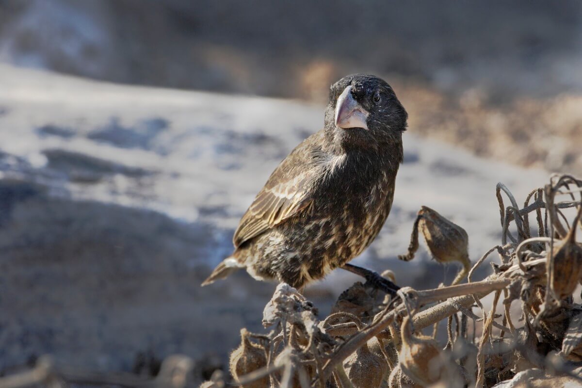 Um tentilhão vampiro.