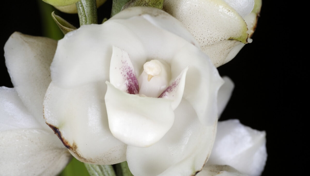 Una de las plantas que parecen animales.