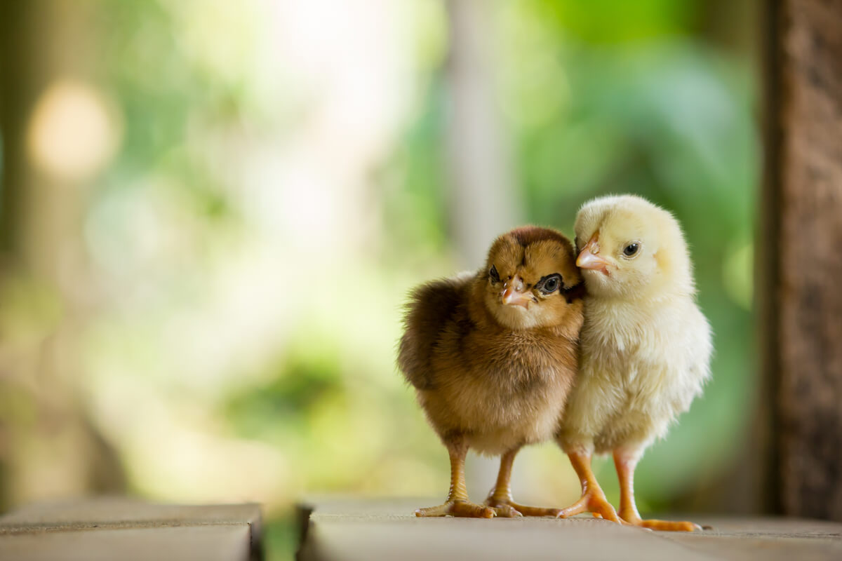 Att uppfostra kycklingar är inte svårt.