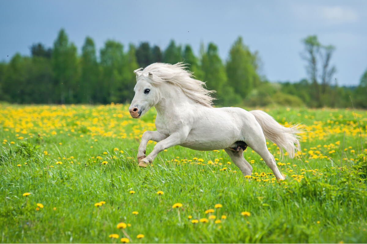 Een wit paard
