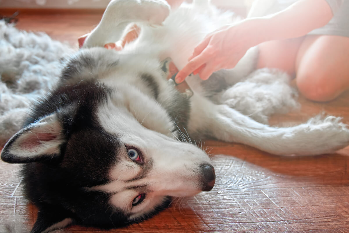 Köpeklerde Horner sendromu.