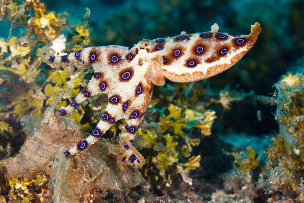 El pulpo de anillas azules es uno de los animales más peligrosos de Australia.