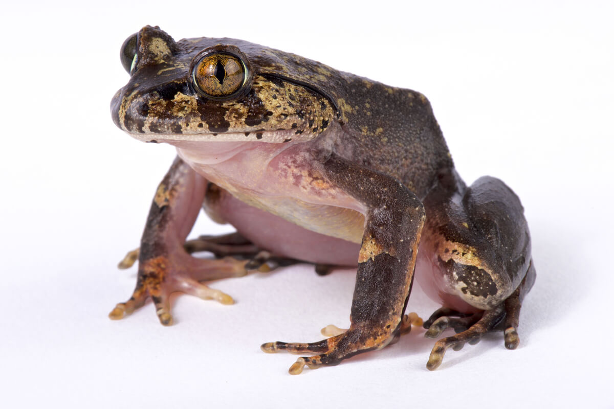 Una rana peluda sobre un fondo blanco.