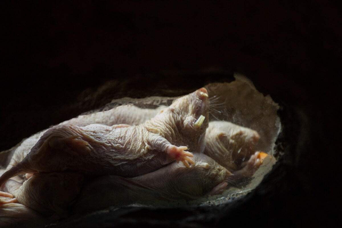 One of the ugliest animals in the world is the mole rat.