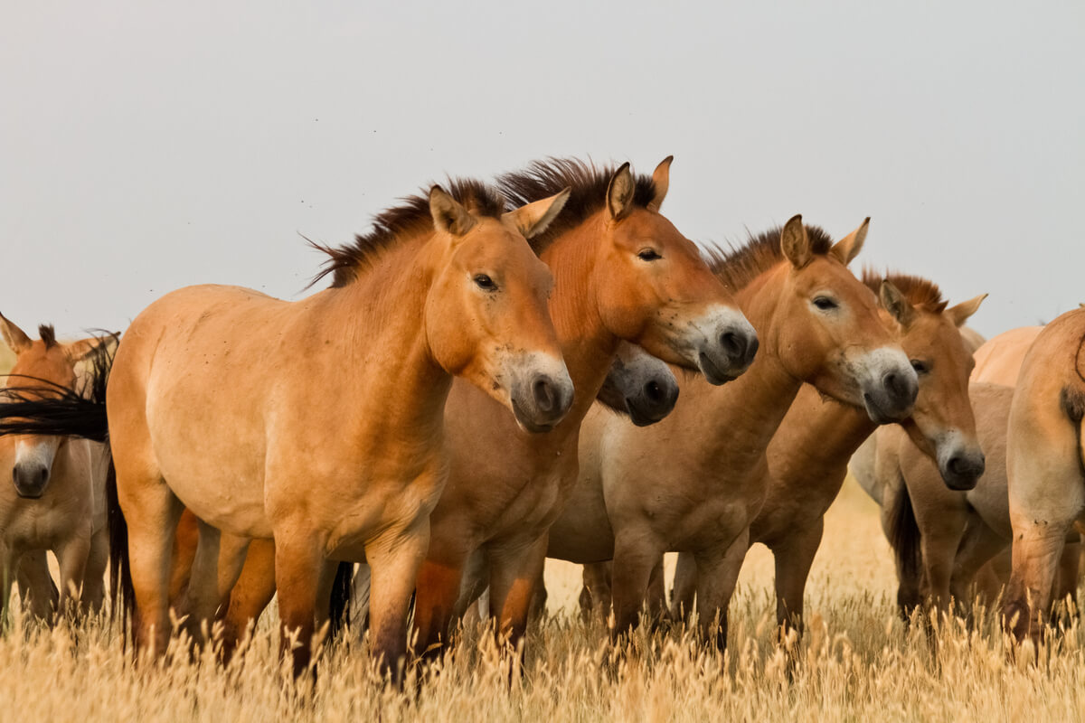 Las razas de caballos son muy variadas.