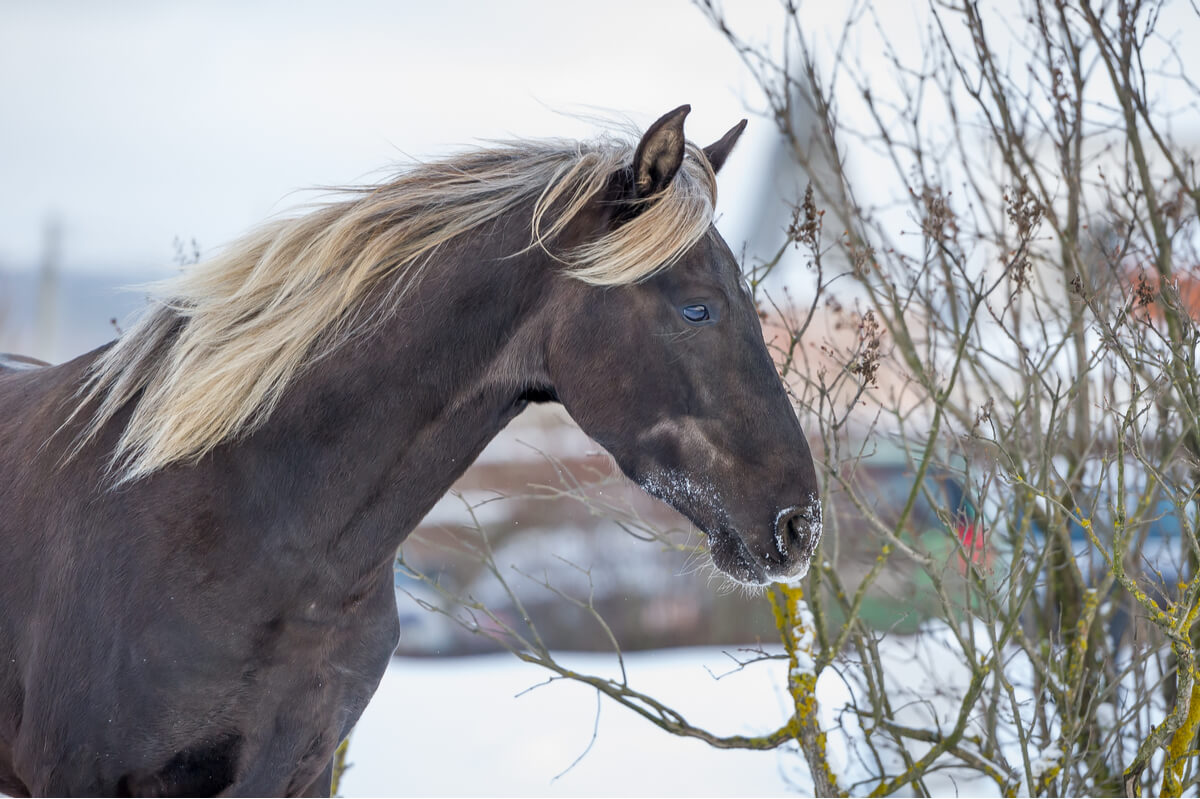 Las razas de caballos pueden ser muy bonitas.
