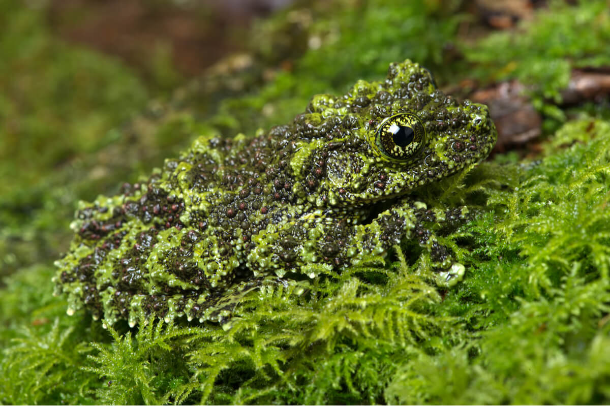 Una de las técnicas de supervivencia de las ranas es el mimetismo.