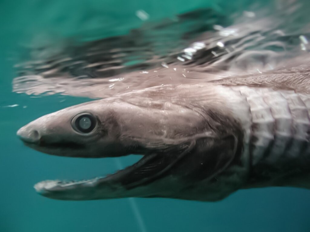 Tiburón anguila: características, distribución y alimentación