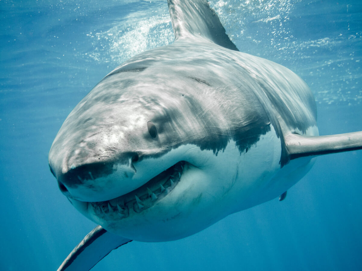 The white shark is one of the animals that are in danger of extinction in Europe.