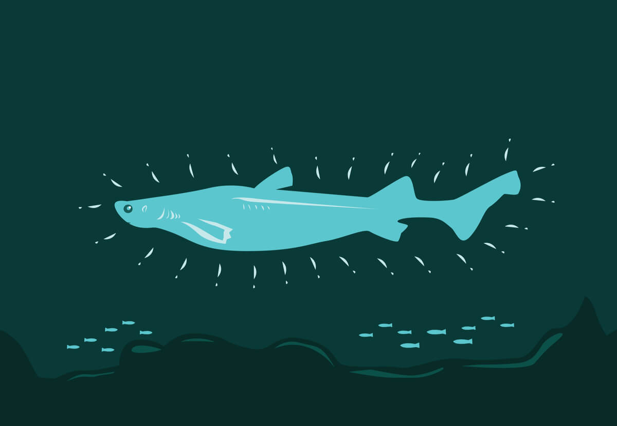 Un disegno di uno squalo luminoso.