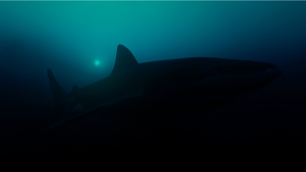 A shark in the depths of the sea