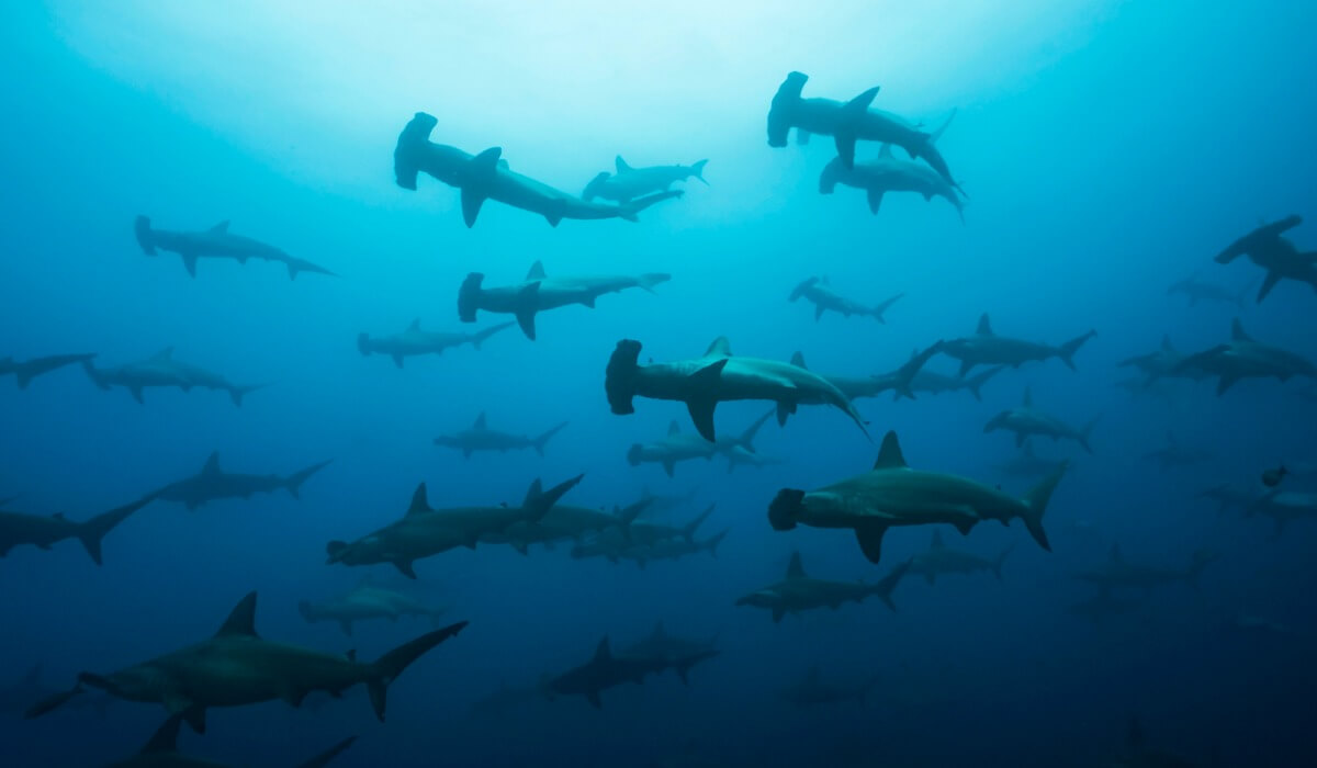 Tiburones martillo en el mar.