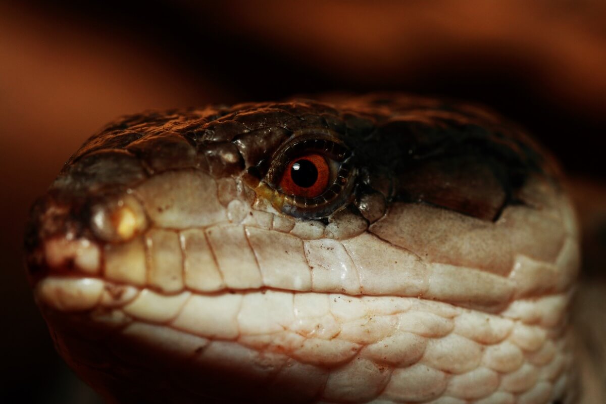 La cabeza de una tiliqua.