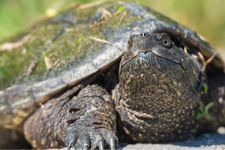5 enfermedades comunes en tortugas