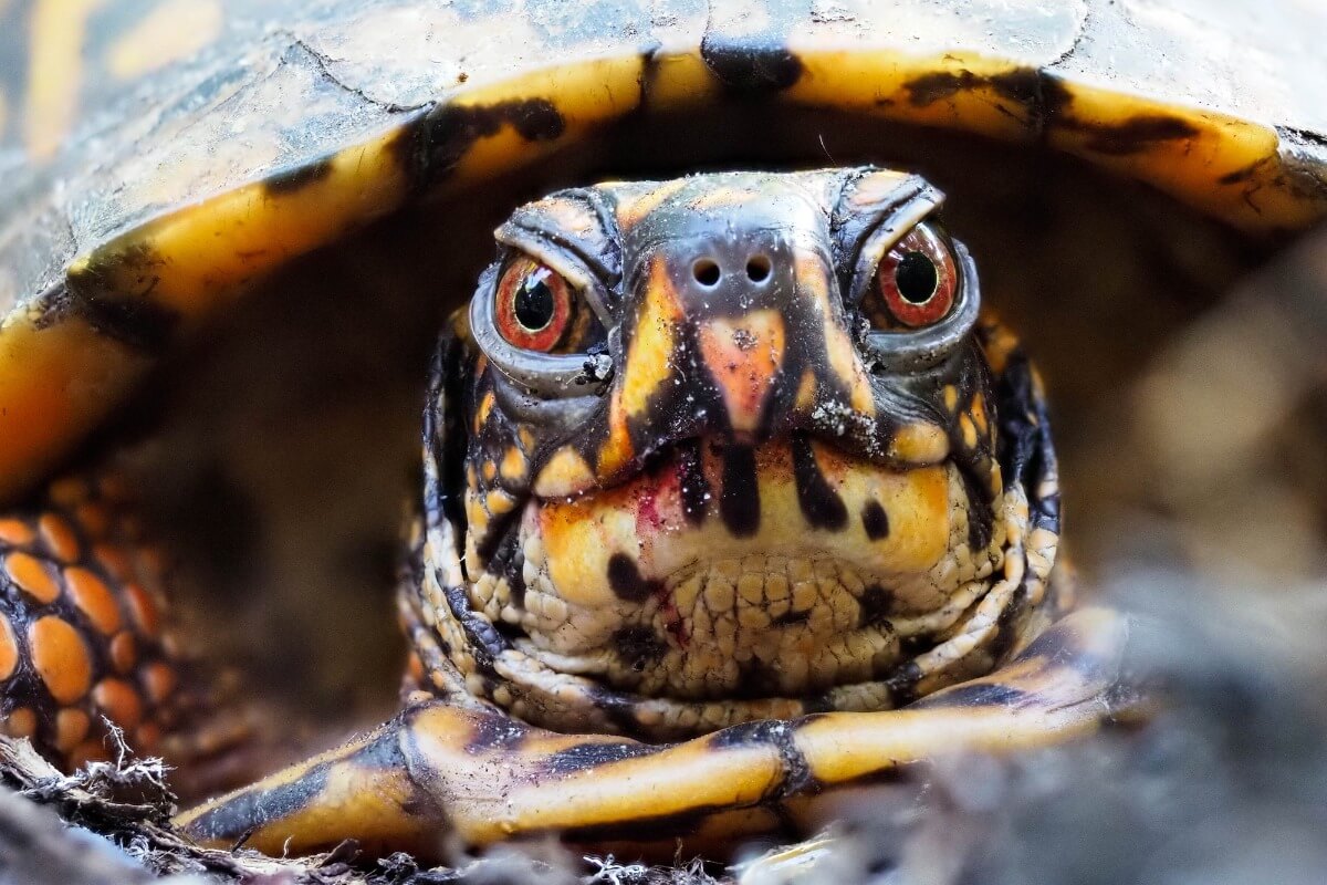kaplumbağa yüzü yakın çekim