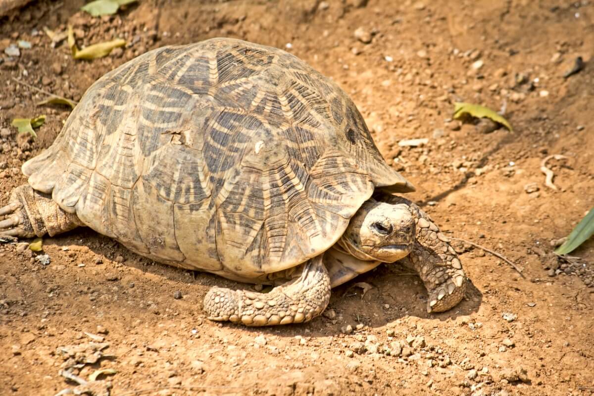 Una tortuga estrellada adulta.