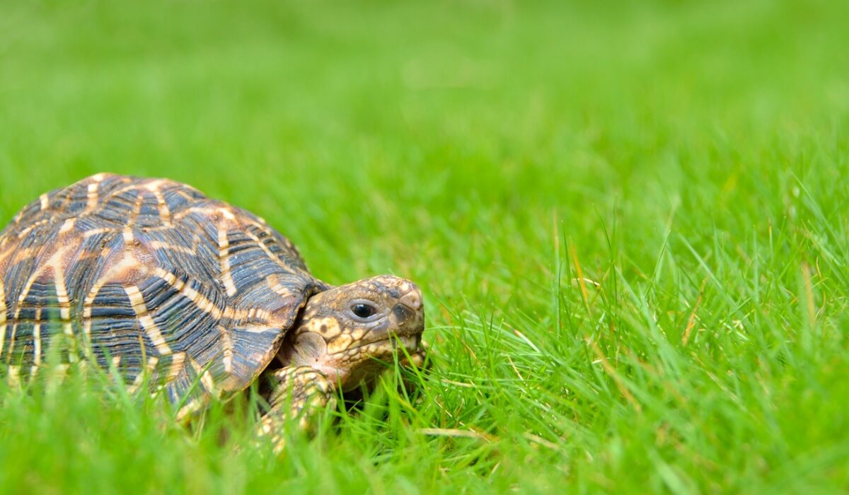 Une tortue étoilée sur le terrain