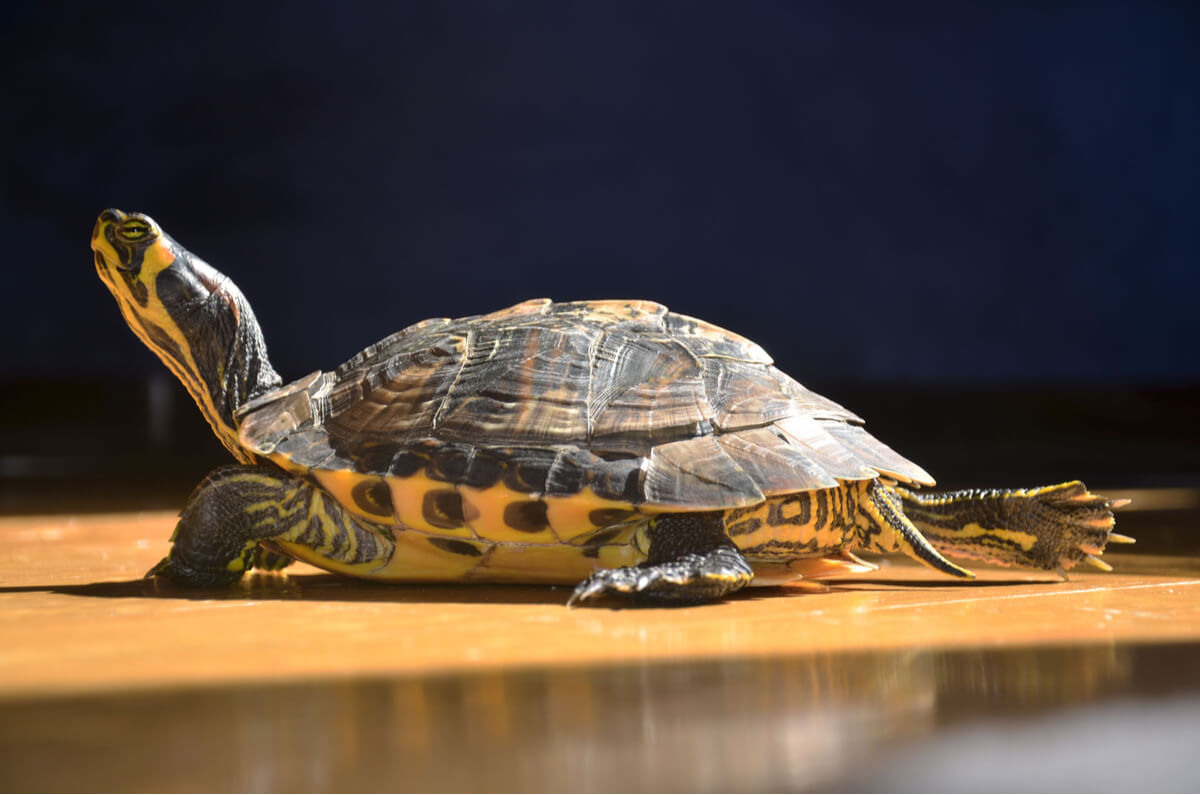 Das Verhalten von Süßwasserschildkröten ist sehr auffällig.