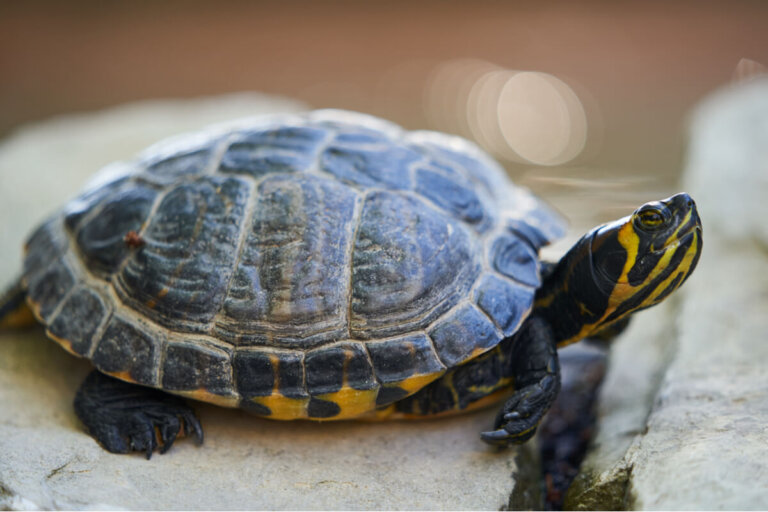 Tortuga de orejas amarillas: todo lo que debes saber