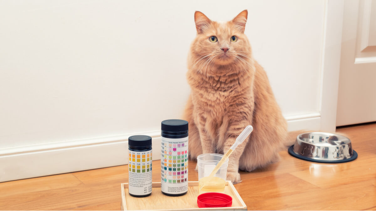 Un análisis de orina para detectar la urolitiasis en gatos.