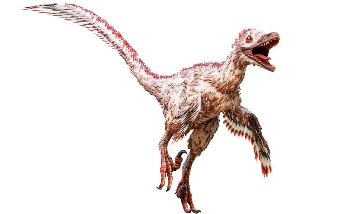 Un velociraptor su uno sfondo bianco.