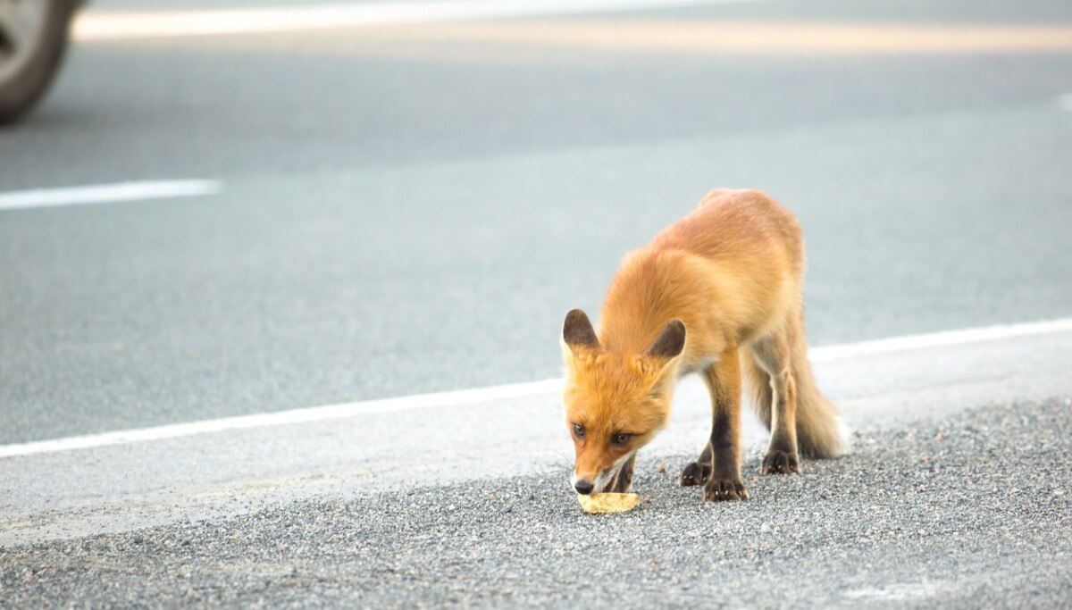 A specimen of fox eating in the city.