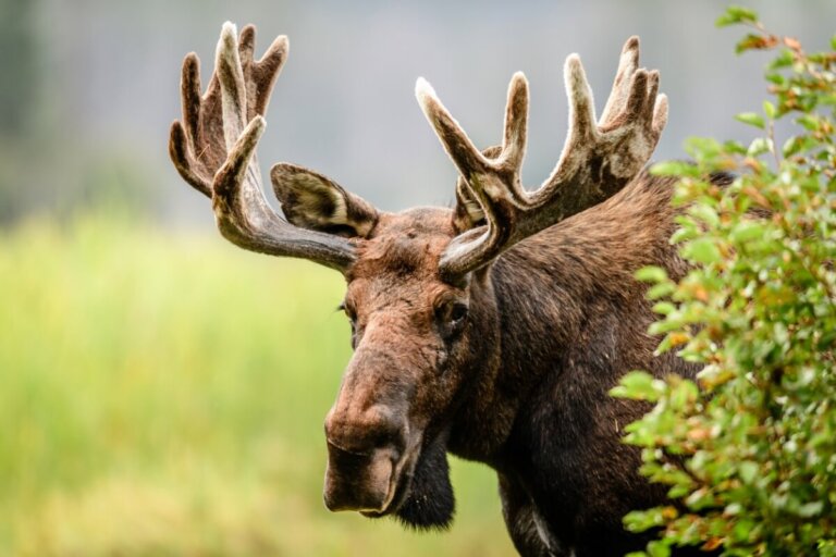 5 interesantes datos que no conocías sobre los alces