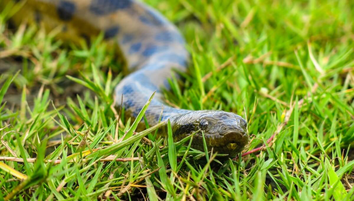 Ett av de farligaste djuren i Amazonas.