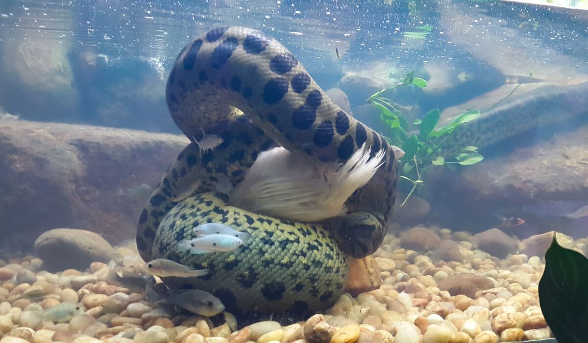 Una anaconda bajo el agua.