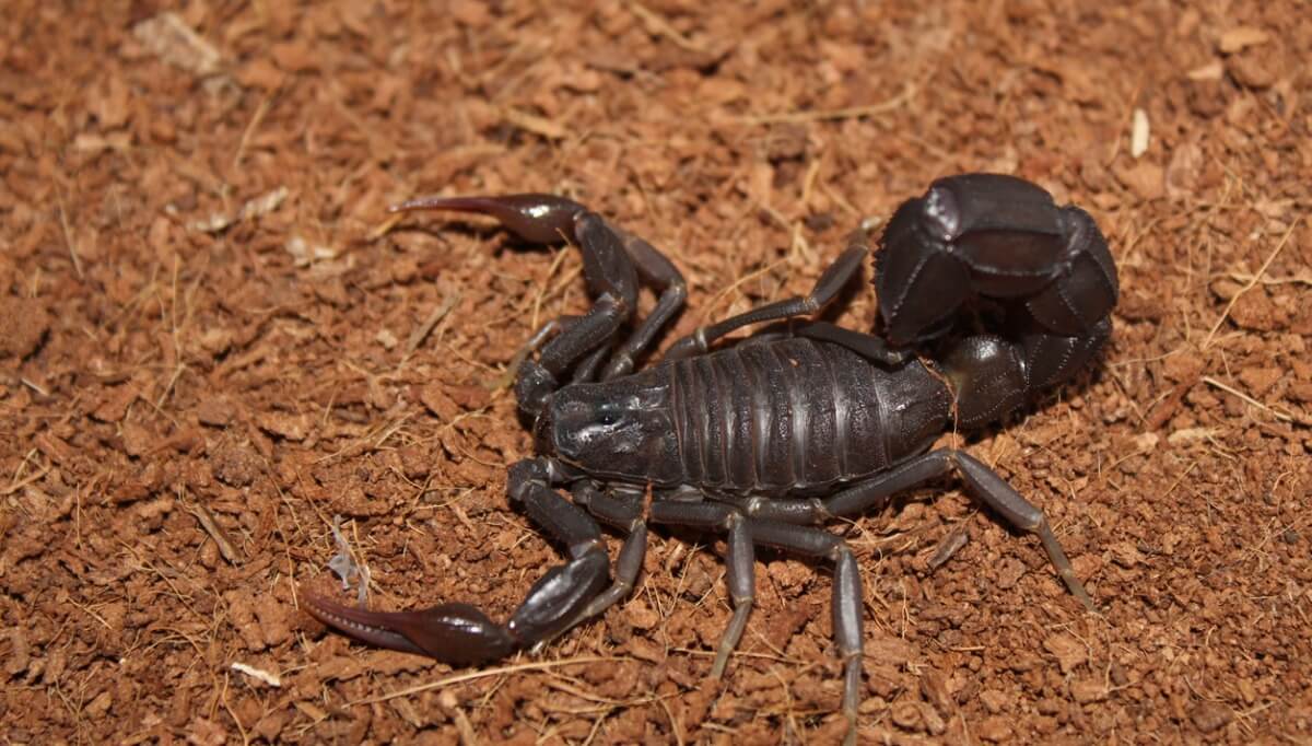 Un androctonus.