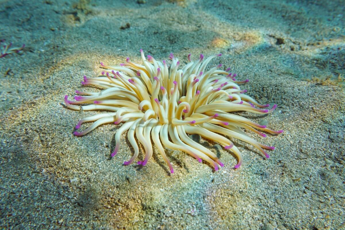 Las anémonas son animales que no tienen cerebro.