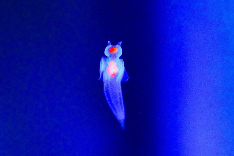 Ángel marino: un espectacular habitante del Antártico