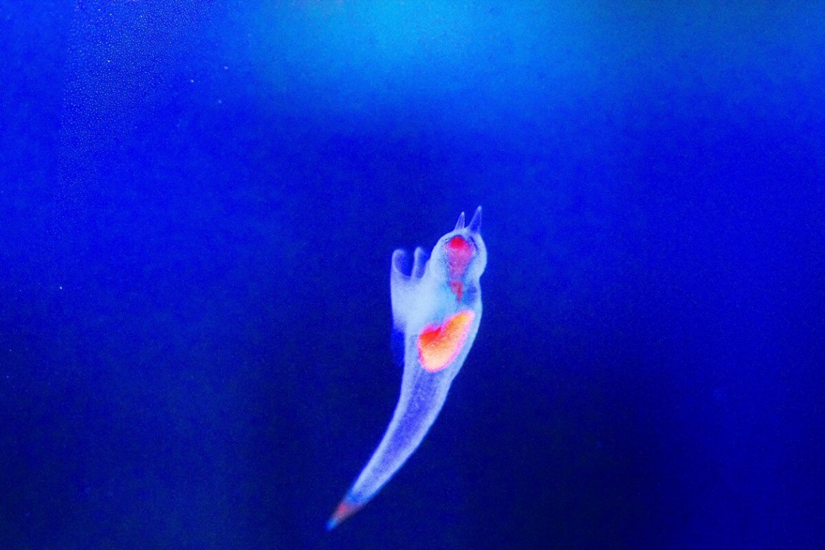 Un ángel marino pequeño.