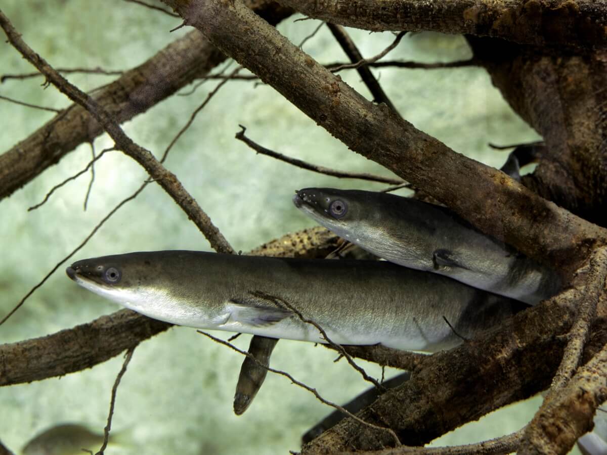 La anguila común es uno de los animales migratorios.