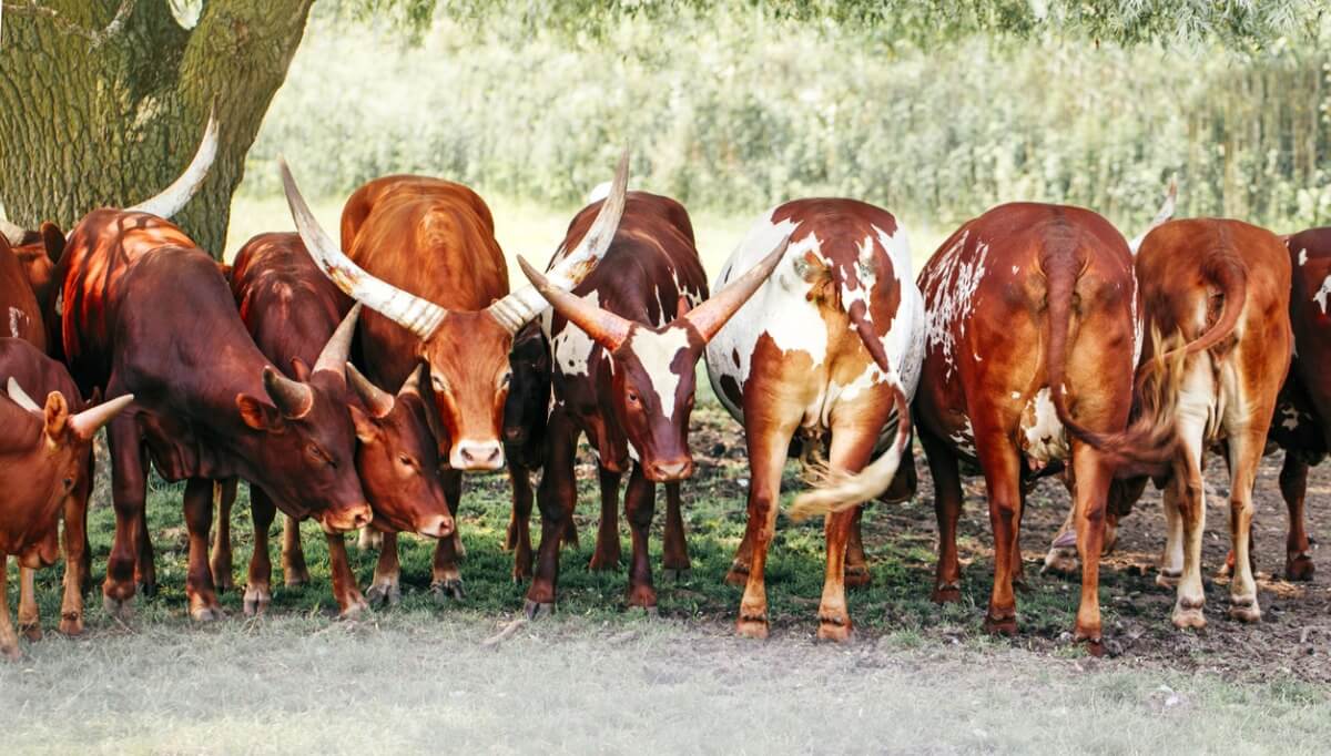 Un grupo de Ankole-watusi.