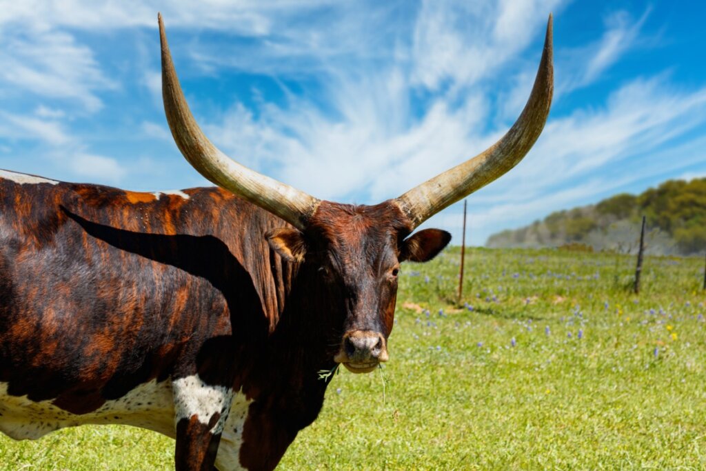 Un ankole-watusi mira a cámara.