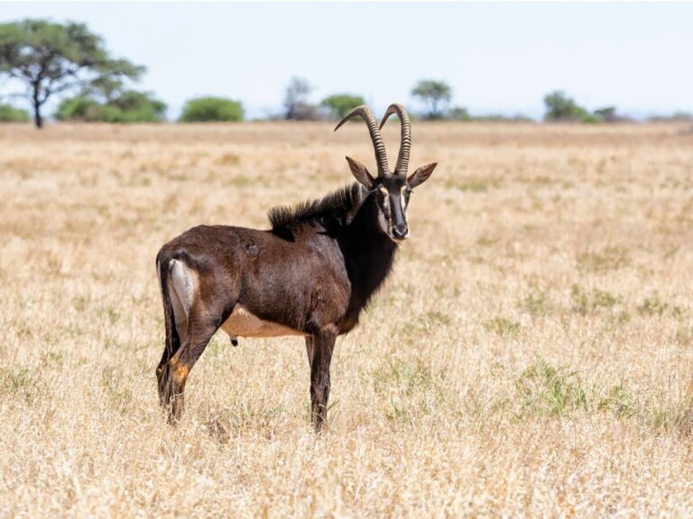 Características y hábitat del antílope sable