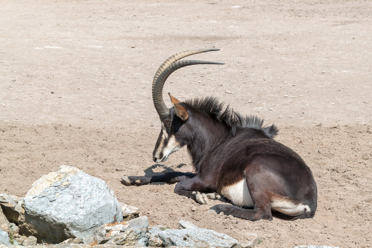 Un antílope sable tumbado.