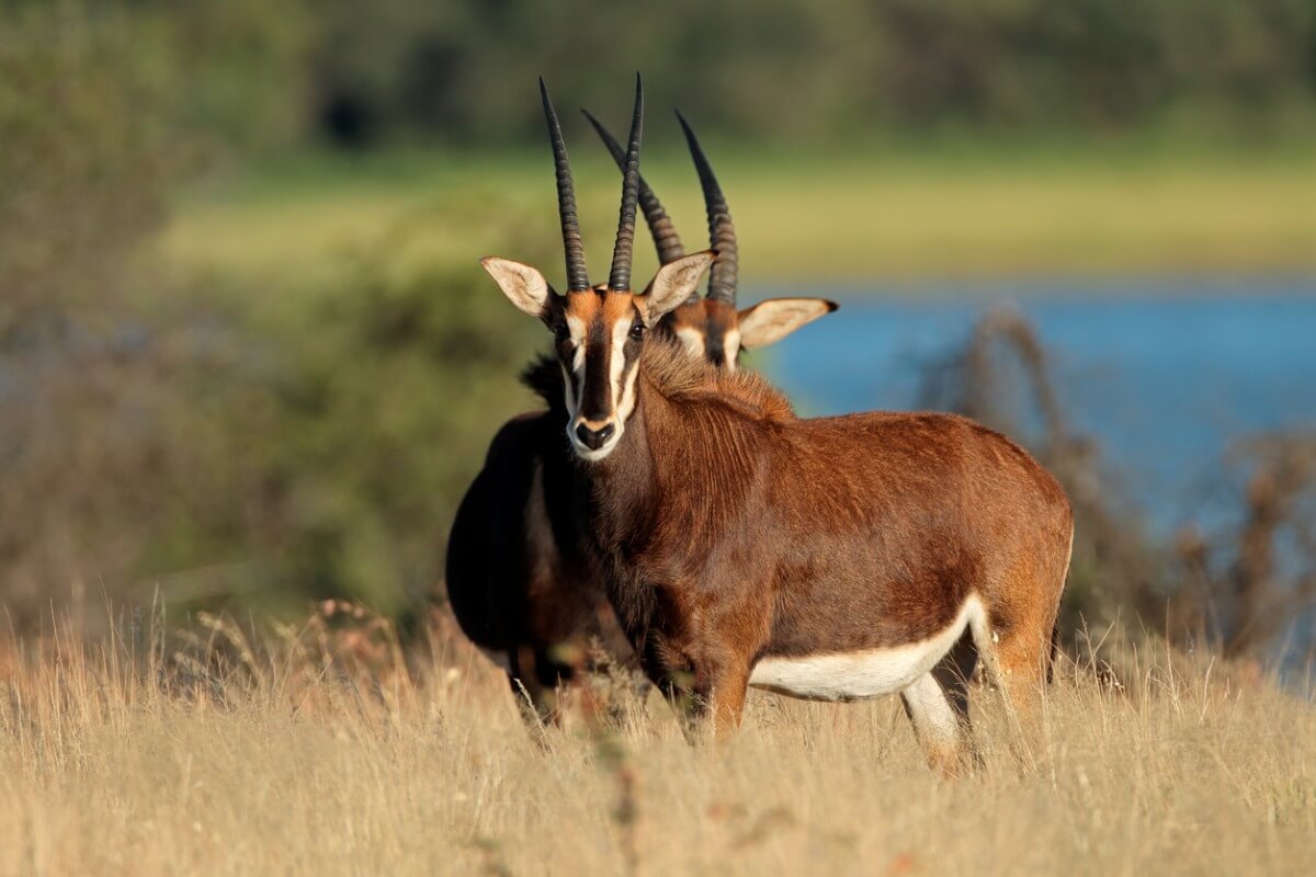 Una pareja de antílopes sables.