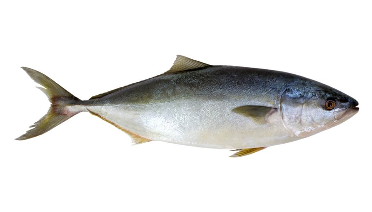 Un atún con fondo blanco. Es uno de los peces más rápidos del mundo.