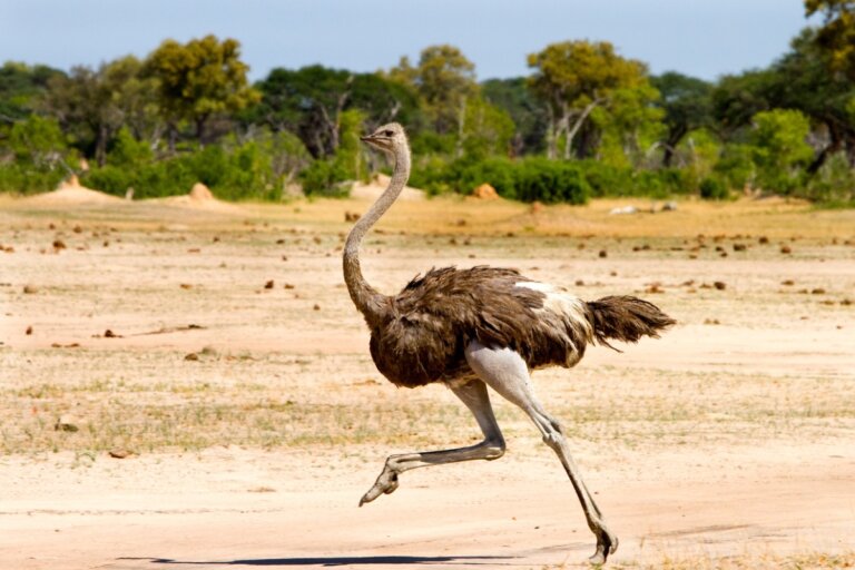 5 curiosidades sobre las avestruces