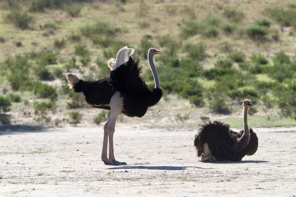 Courtship of an ostrich.