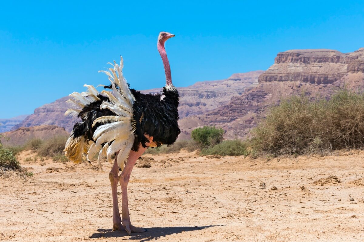Ostriches do not put their heads in the ground.