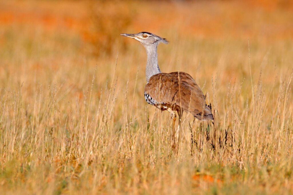 Avutarda india: una de las aves voladoras más grandes, en peligro de extinción